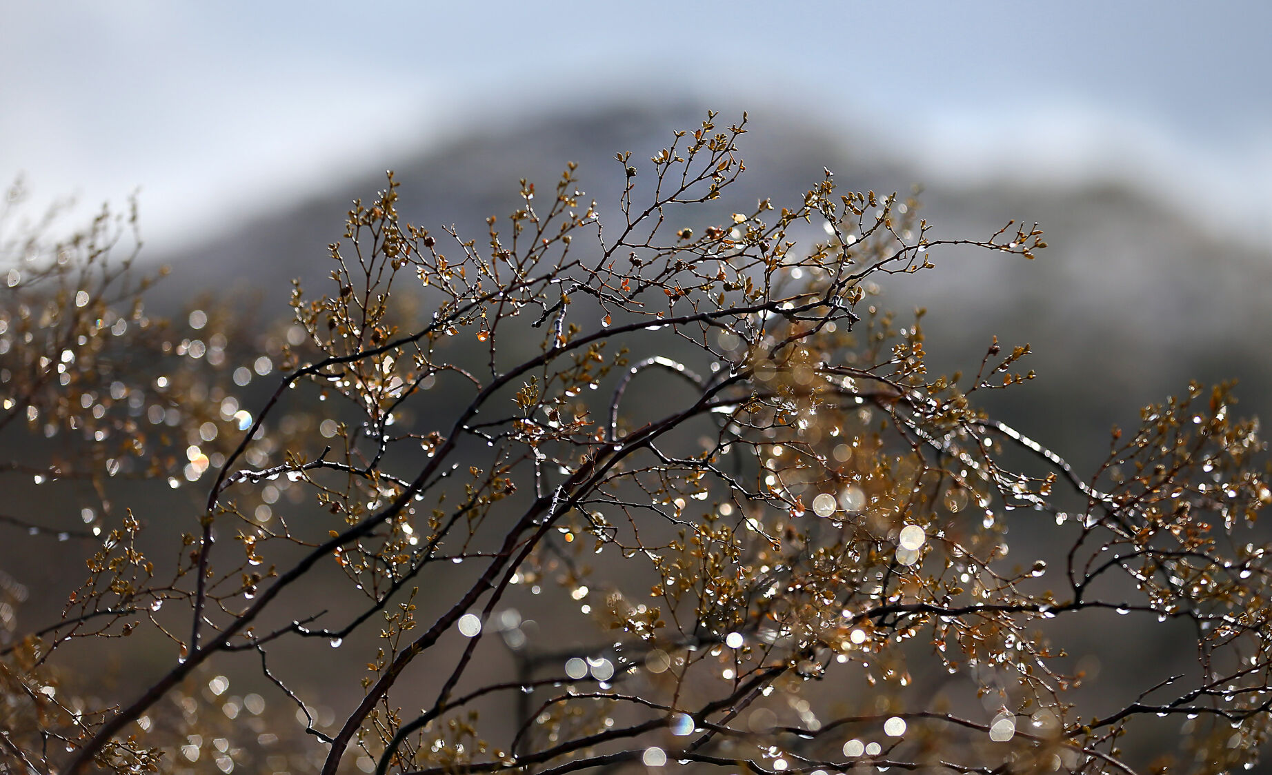 Snow in 蜜柚直播